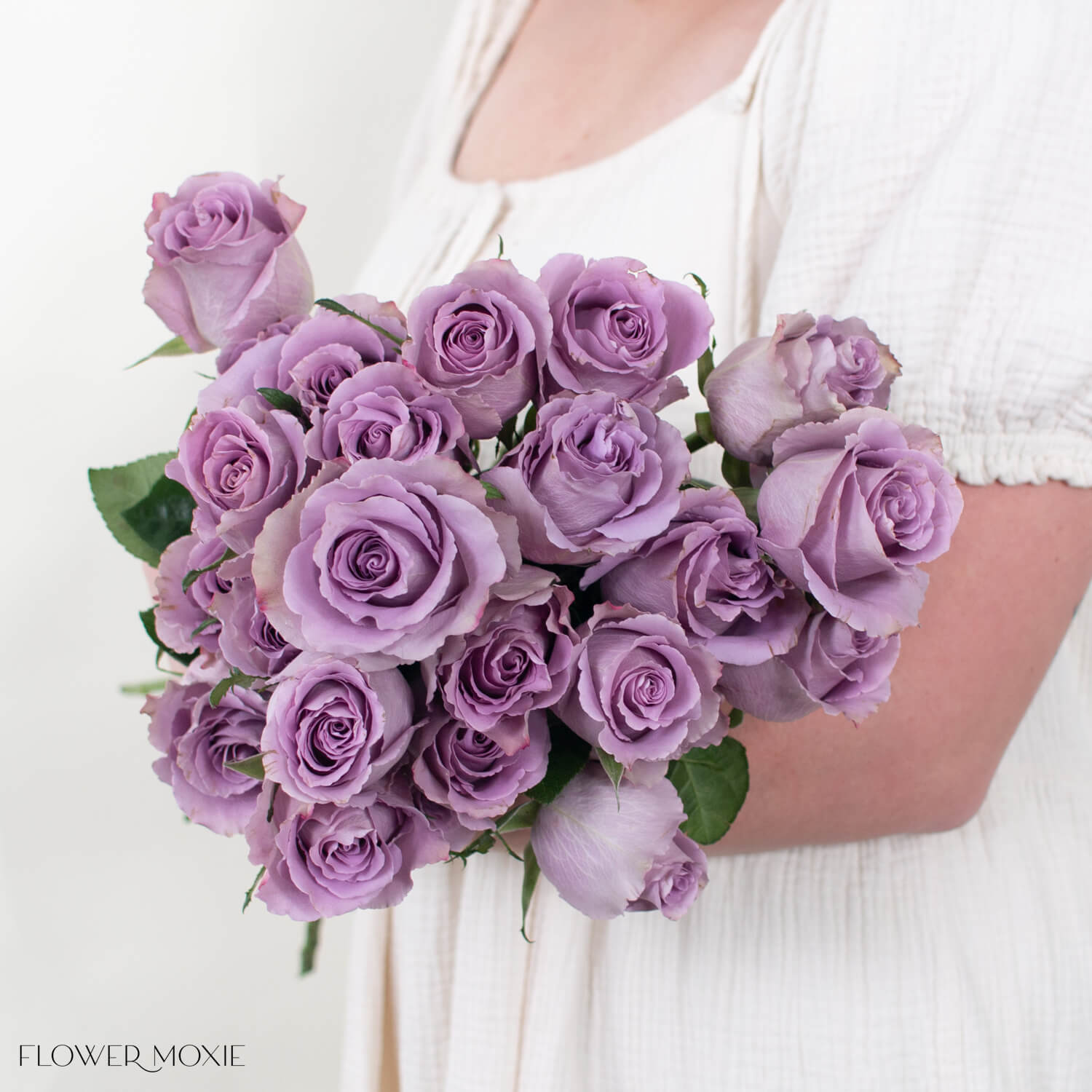 Lavender Grey Knights Rose