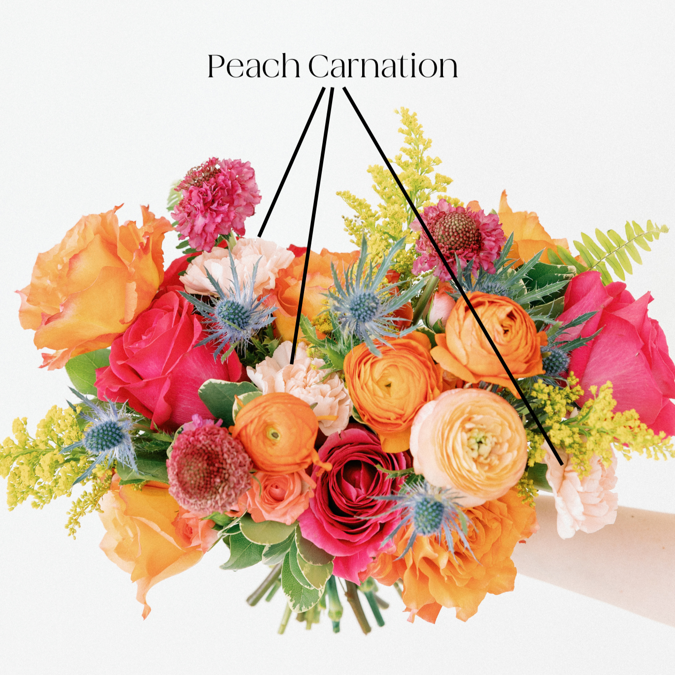 peach carnation flower