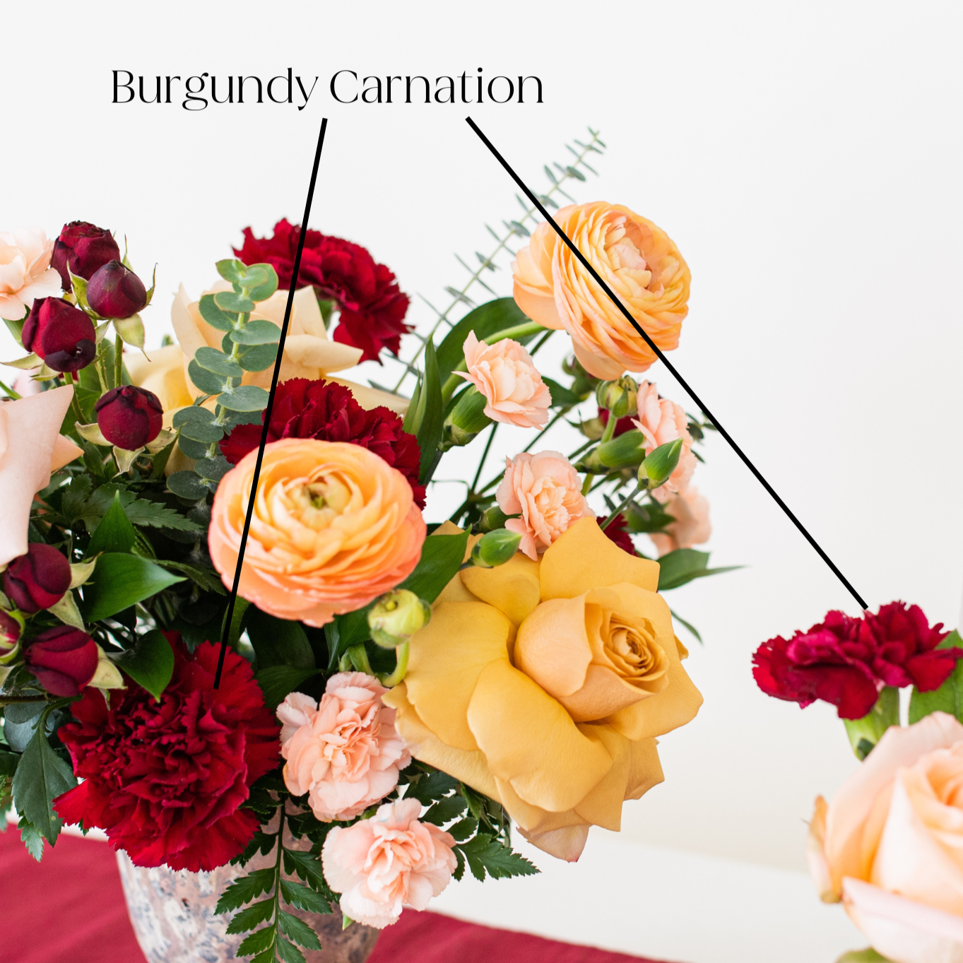 Burgundy Minerva Fancy Carnations