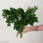 Hebe Greenery
