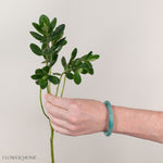 Hebe Greenery

