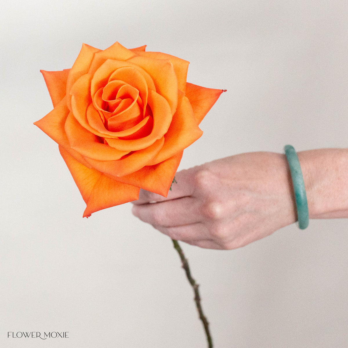 Orange Honey Bunny Rose