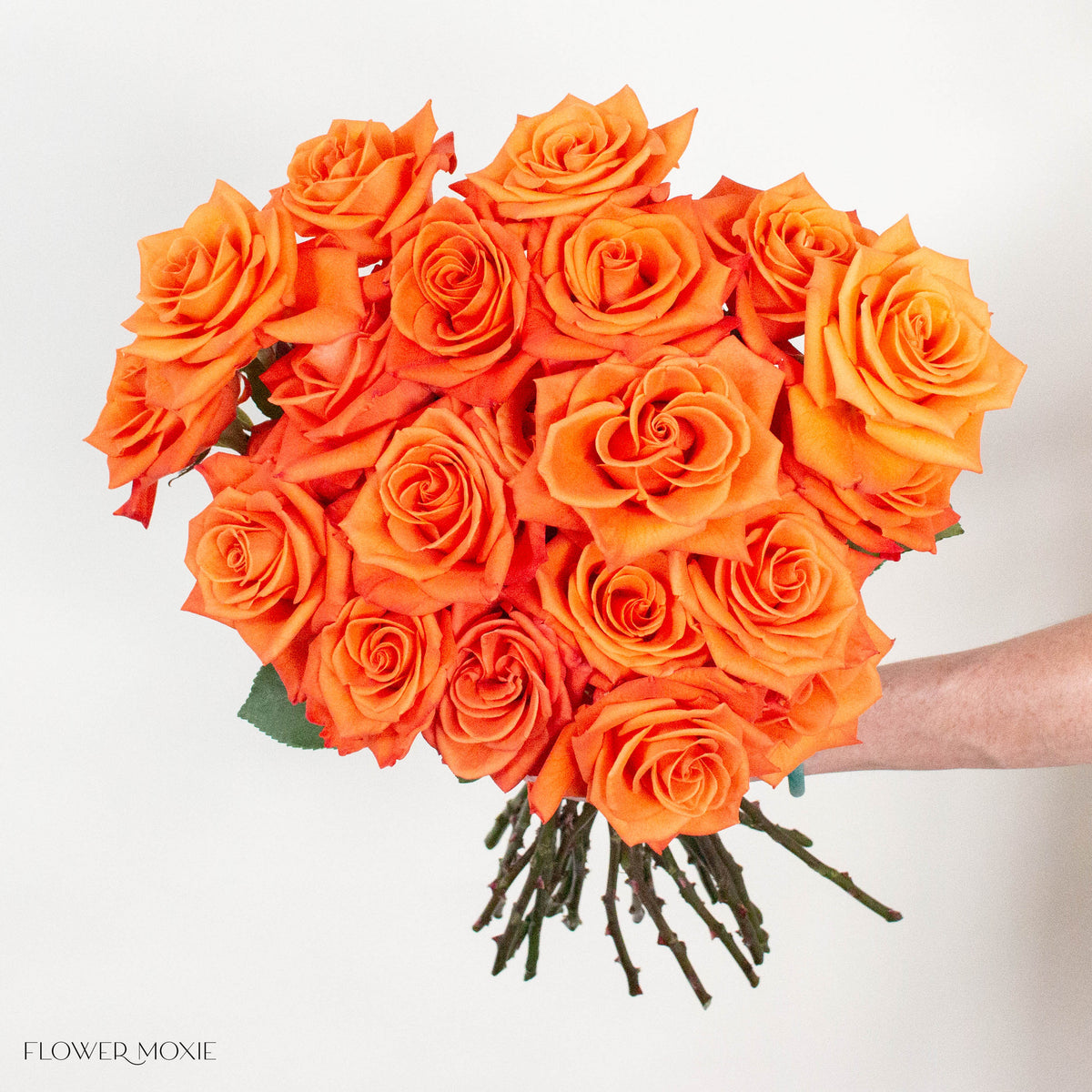 Orange Honey Bunny Rose