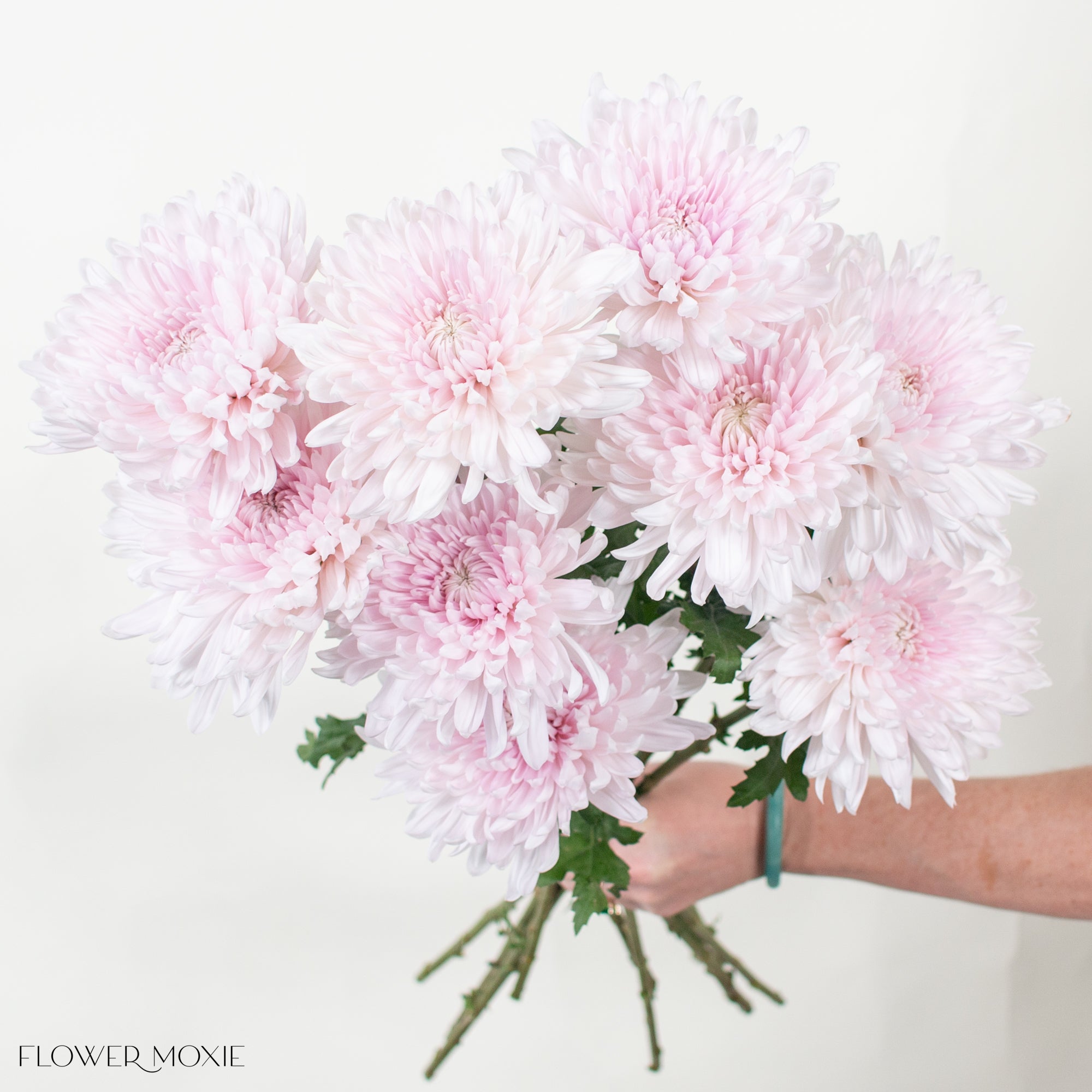 Soft Pink Cremone Flower