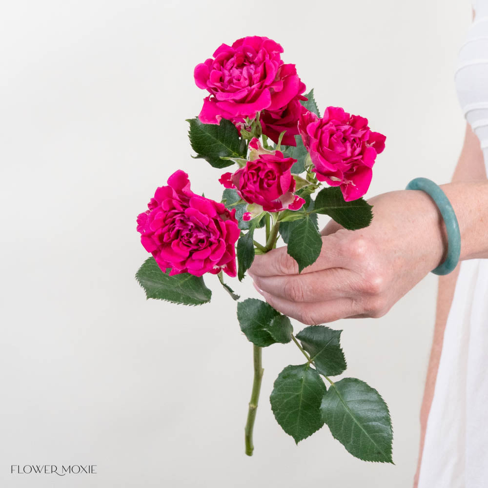 HotPinkSprayRose 7