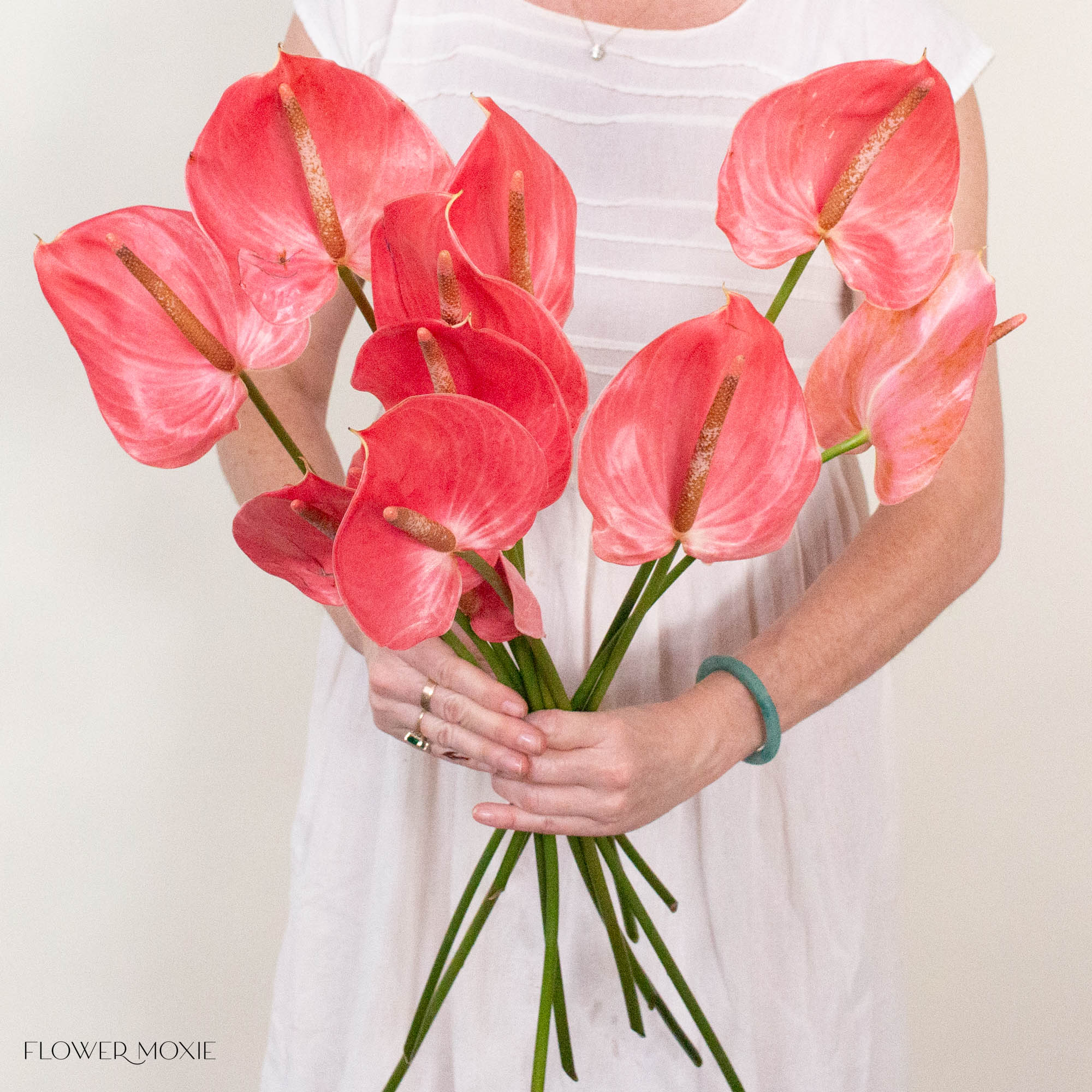Hot Pink Anthurium
