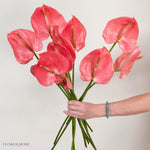 Hot Pink Anthurium

