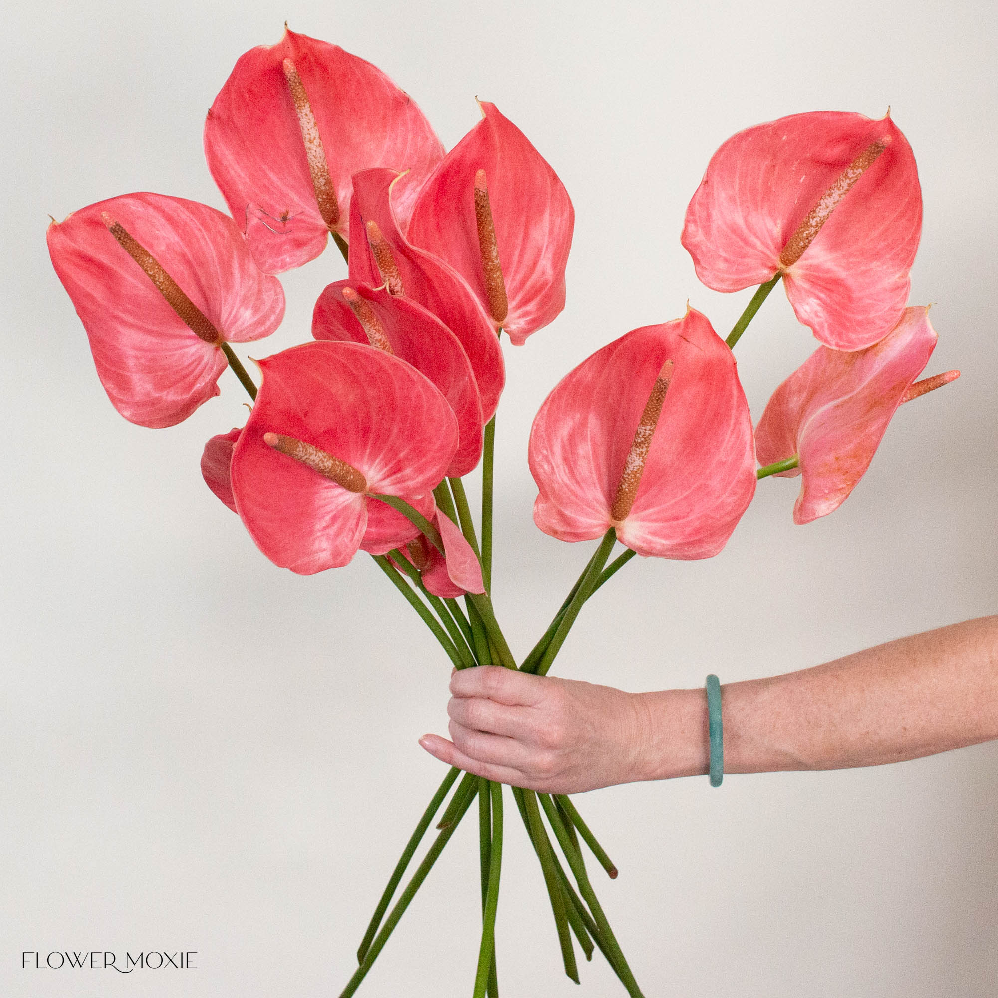 Hot Pink Anthurium
