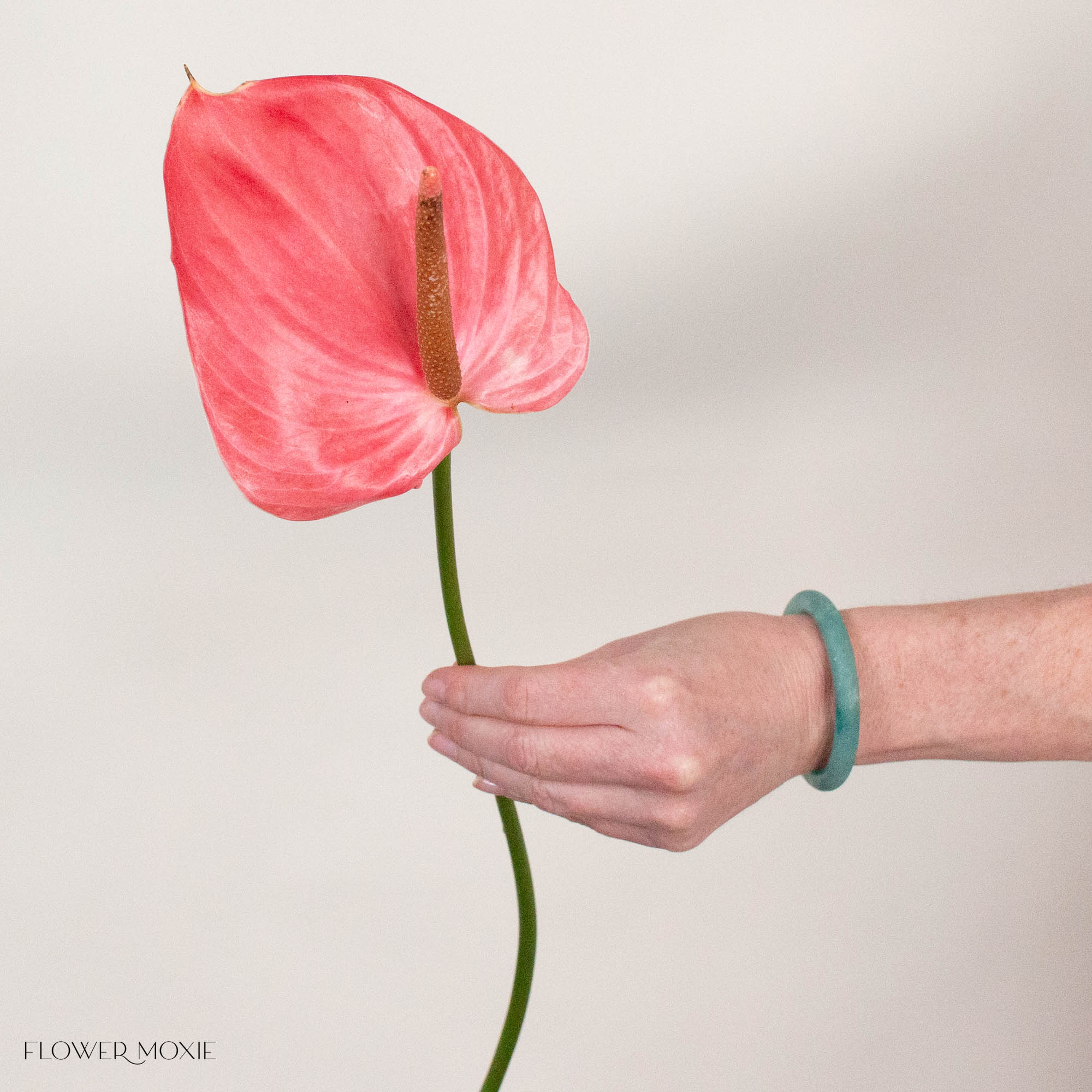 Hot Pink Anthurium
