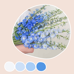 Blue Hybrid Delphinium Mixed Box