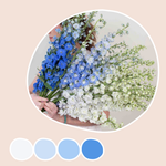 White and Blue Hybrid Delphinium Mixed Box