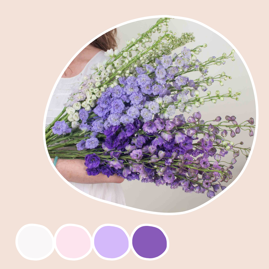 Blush, Lavender, and Purple Hybrid Delphinium Mixed Box