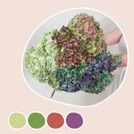 Hydrangea Mixed Box
