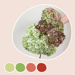 Green and Burgundy Antique Hydrangea Mixed Box