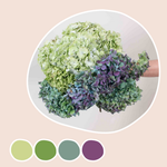Green and Plum Antique Hydrangea Mixed Box