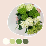 Green Blend Hydrangea Mixed Box