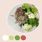Green Blend and Burgundy Hydrangea Mixed Box