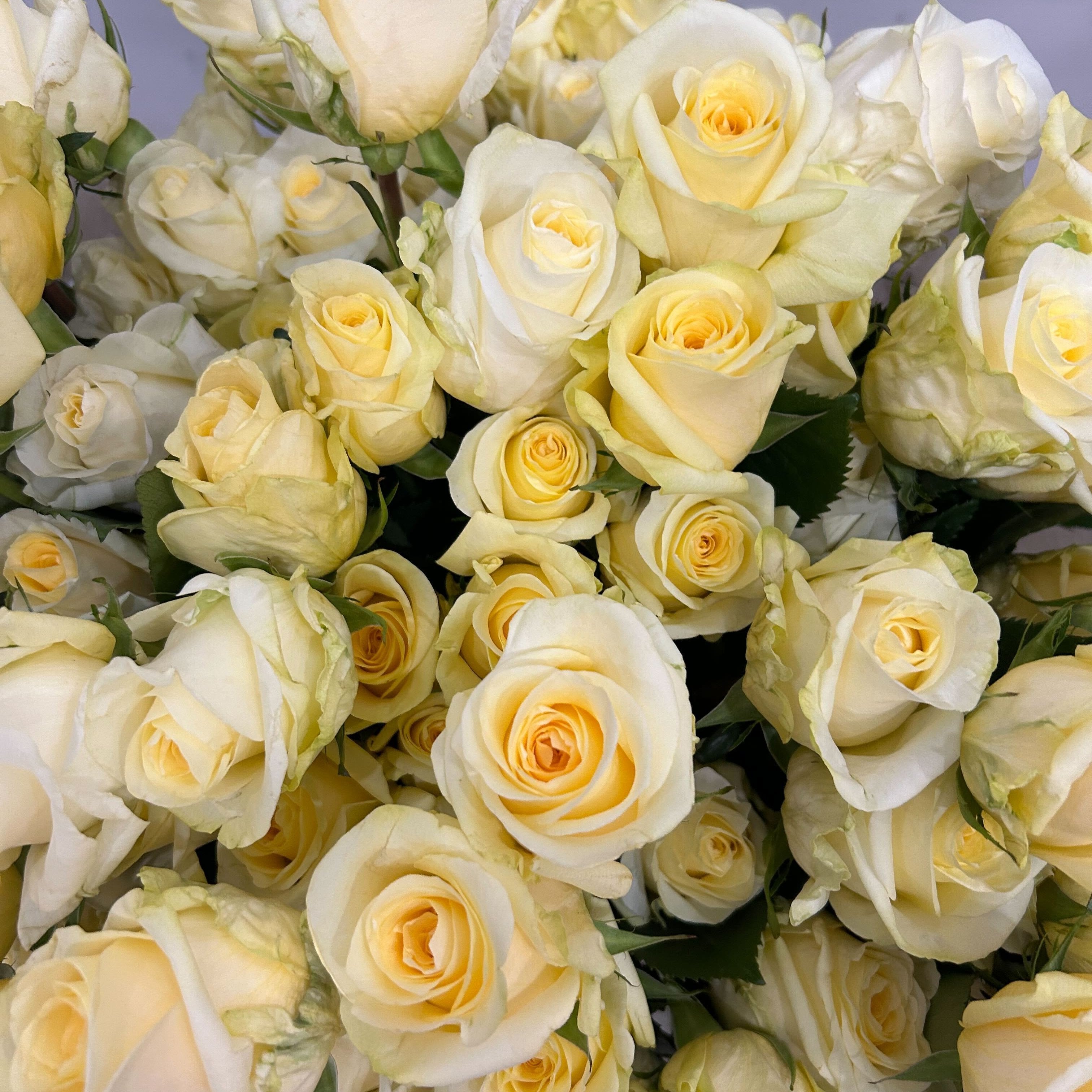 bulk butter yellow creme de la creme roses