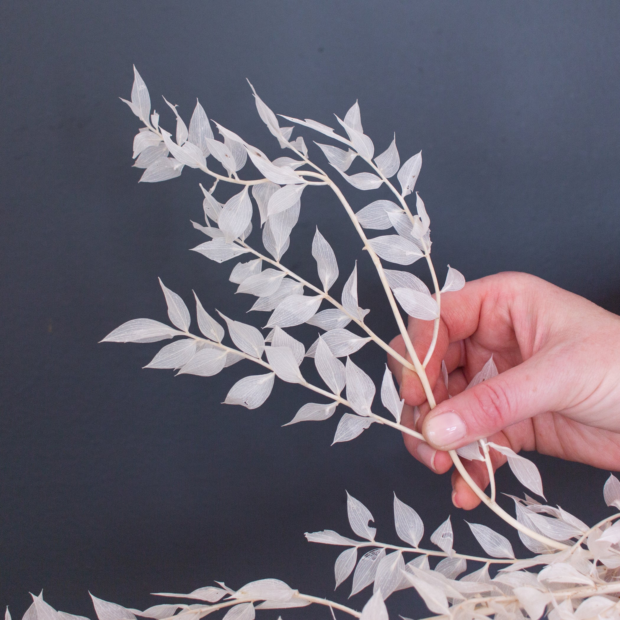 Bleached Dried White Italian Ruscus Flower Moxie