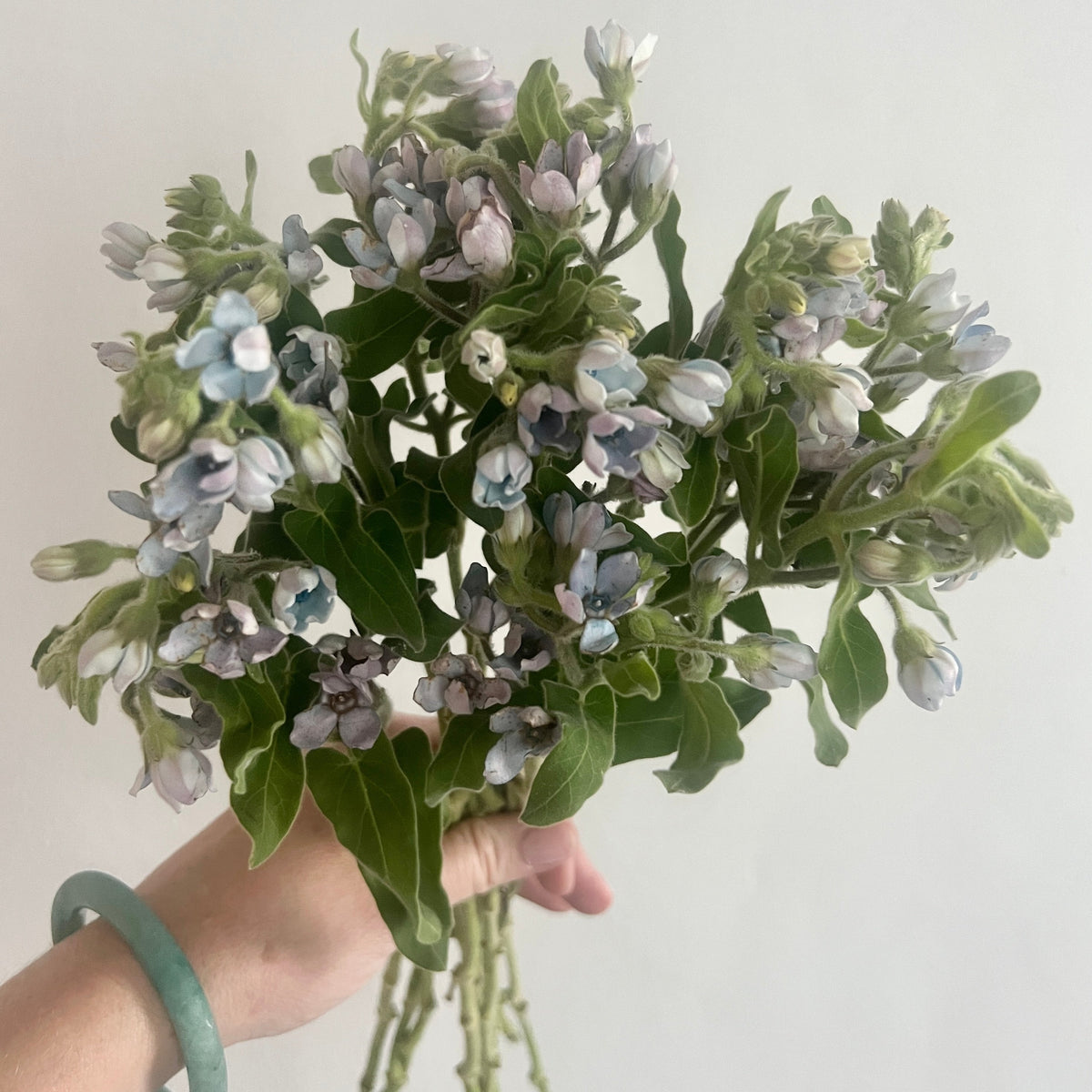 Blue Tweedia Flower | DIY Wedding Flowers | Flower Moxie