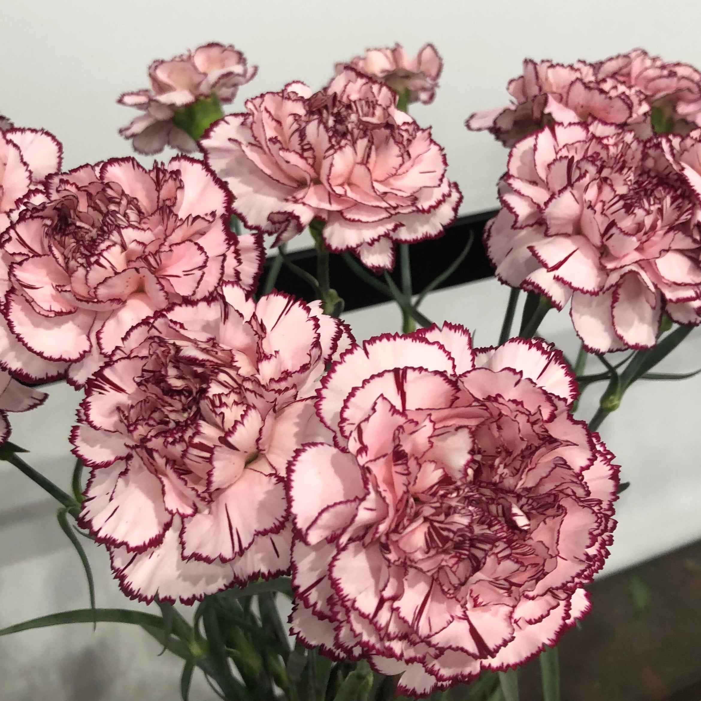 Blush and Burgundy Bicolor Carnation Flower | DIY Wedding Flowers