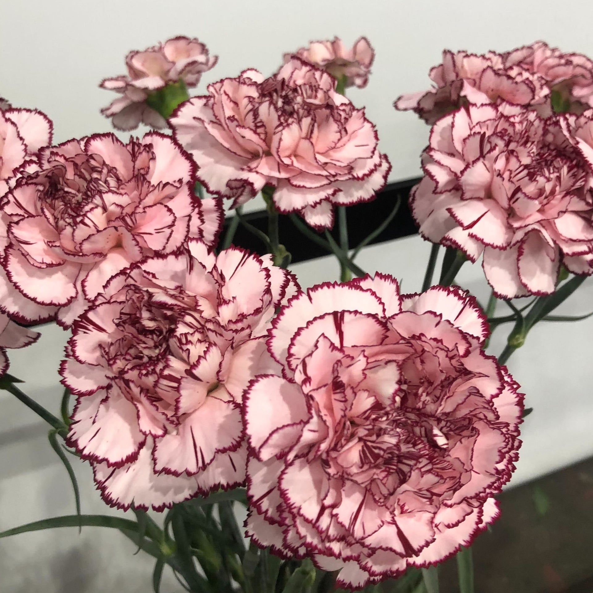 Blush and Burgundy Bicolor Carnation Flower | DIY Wedding Flowers | Flower Moxie
