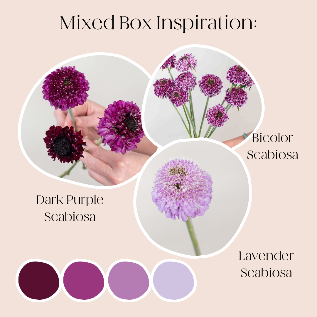 build your own scabiosa box