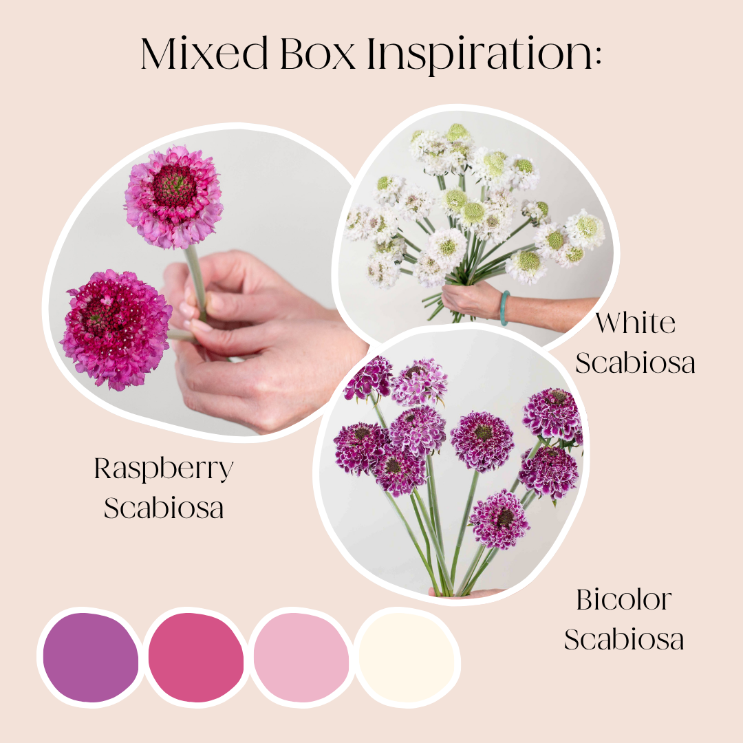 build your own scabiosa box
