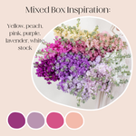 Build Your Own Line Flowers Mixed Box: Stock, Delphinium, and Larkspur
