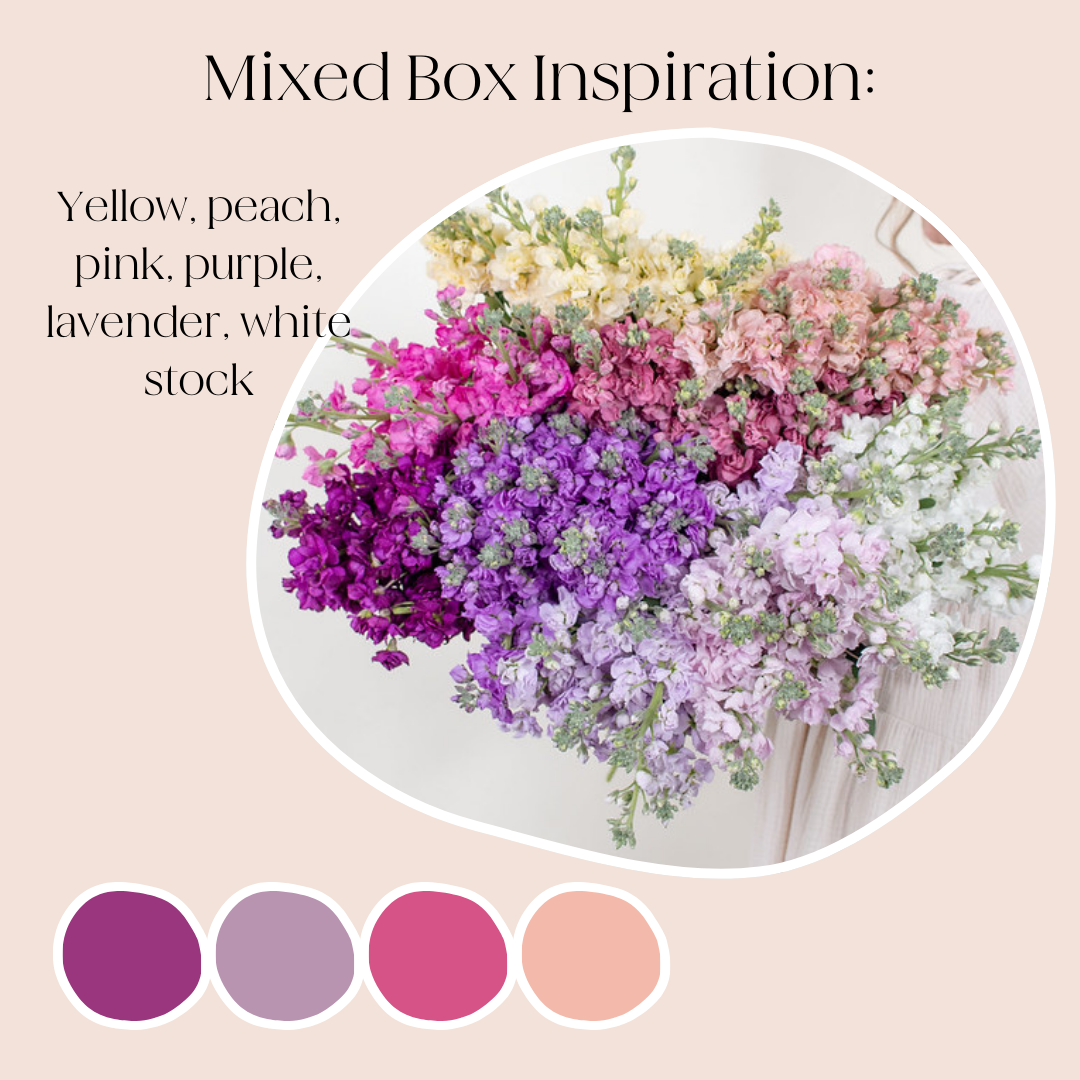 Build Your Own Line Flowers Mixed Box: Stock, Delphinium, and Larkspur
