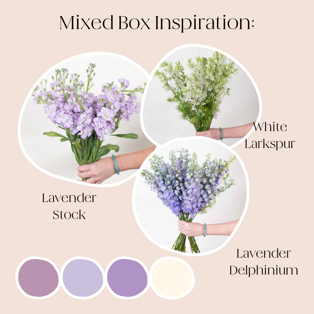 Build Your Own Line Flowers Mixed Box: Stock, Delphinium, and Larkspur
