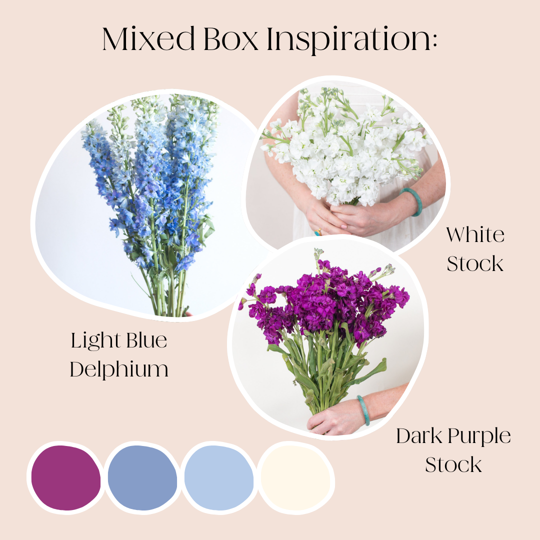 Build Your Own Line Flowers Mixed Box: Stock, Delphinium, and Larkspur
