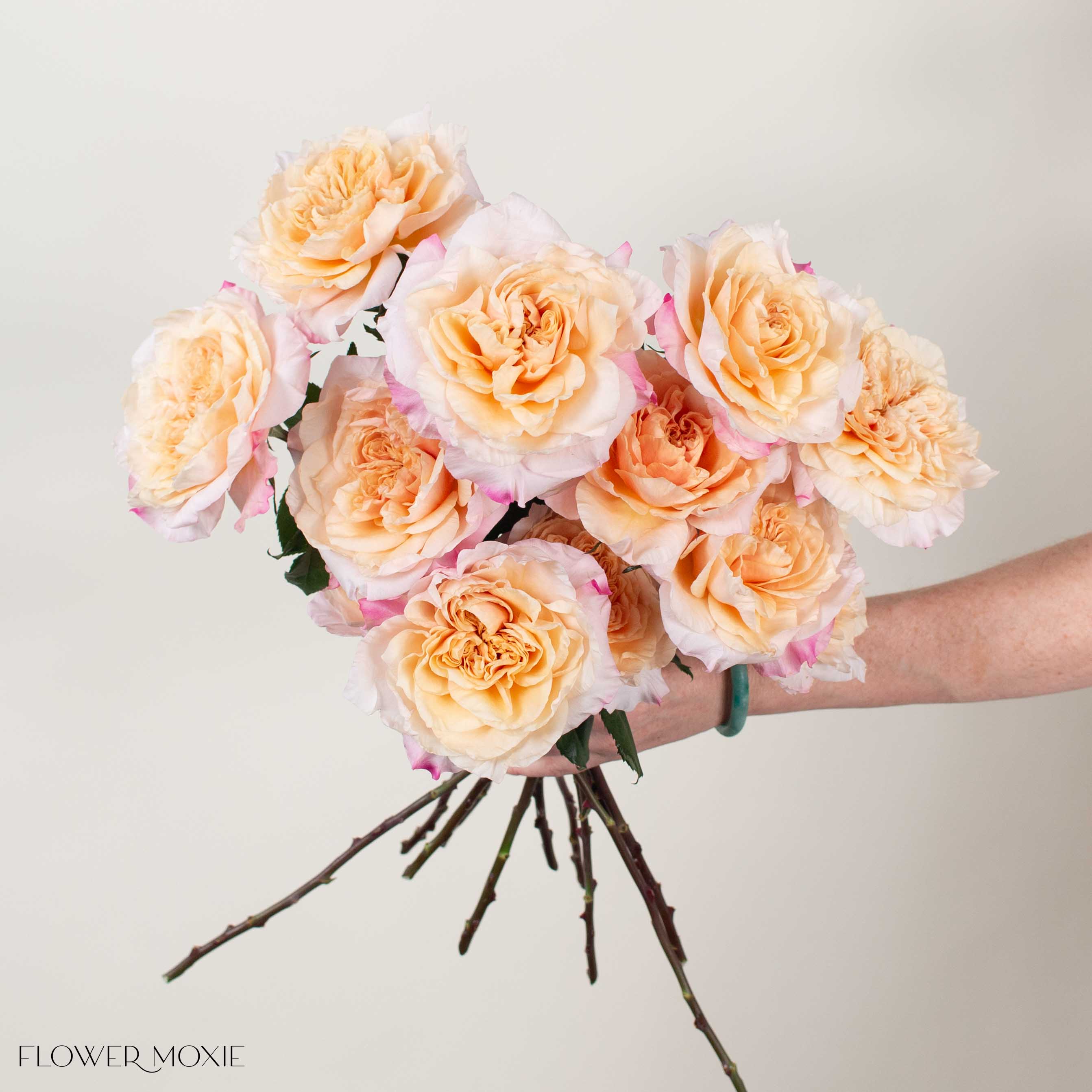 Blushy Peach Issei Garden Rose
