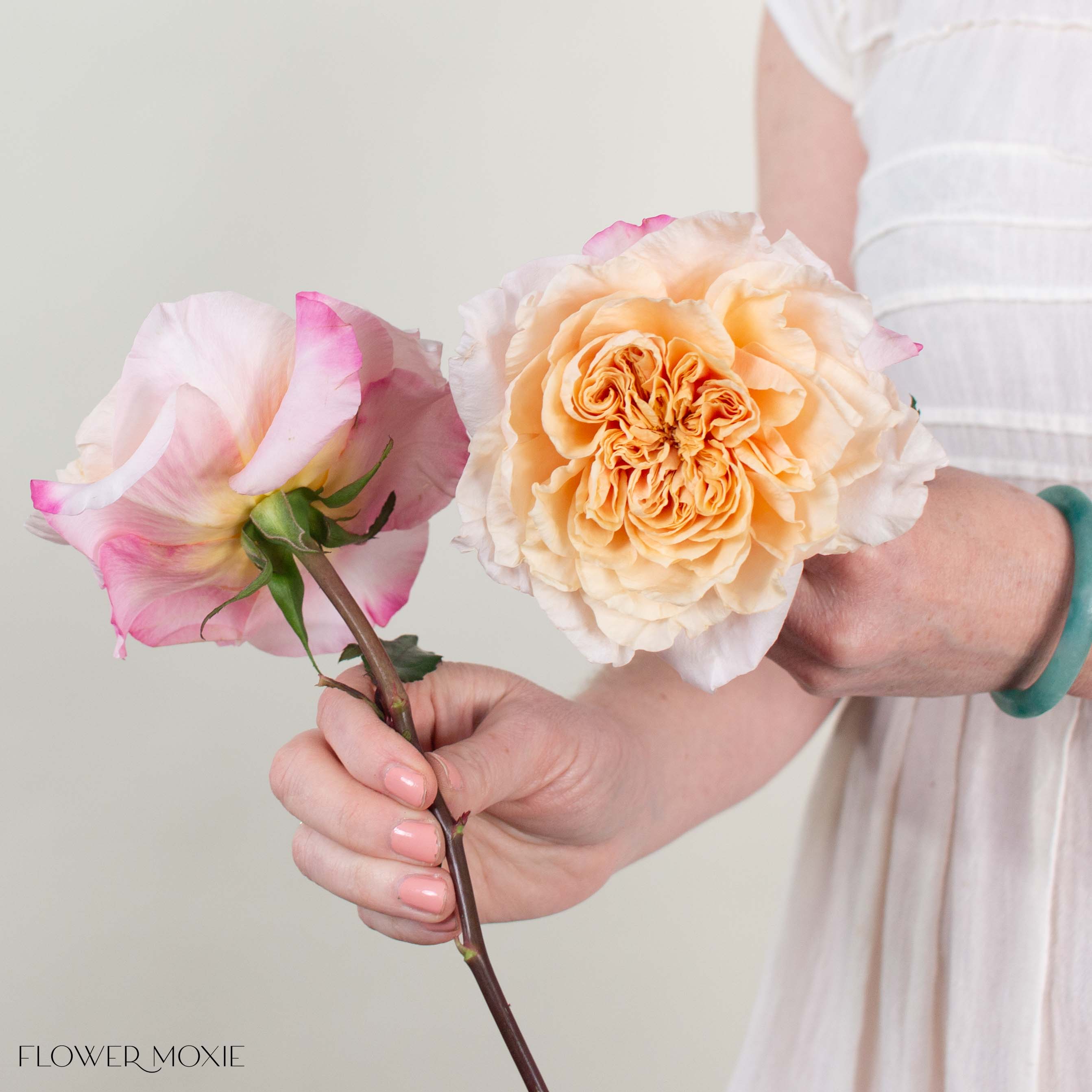 Blushy Peach Issei Garden Rose
