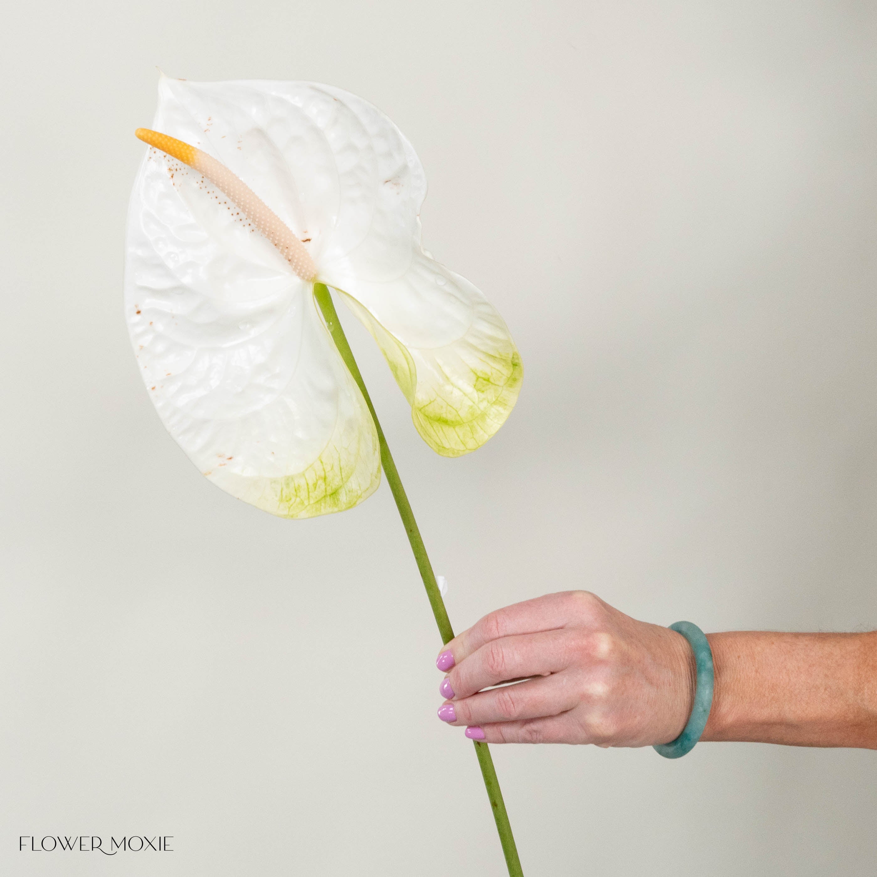 anthurium maui white Giant White Italian Anthurium