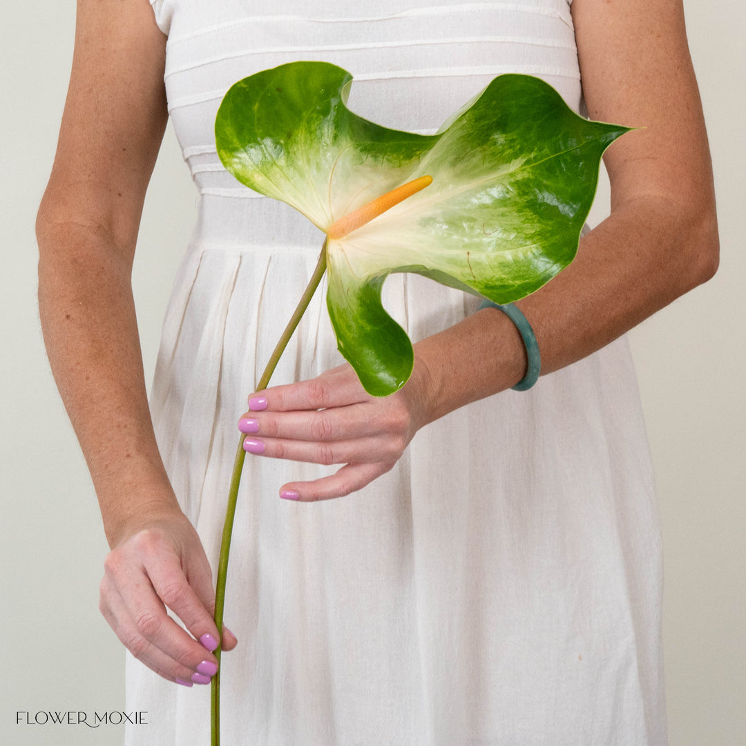 giant anthurium flower Giant White and Green Italian Anthurium