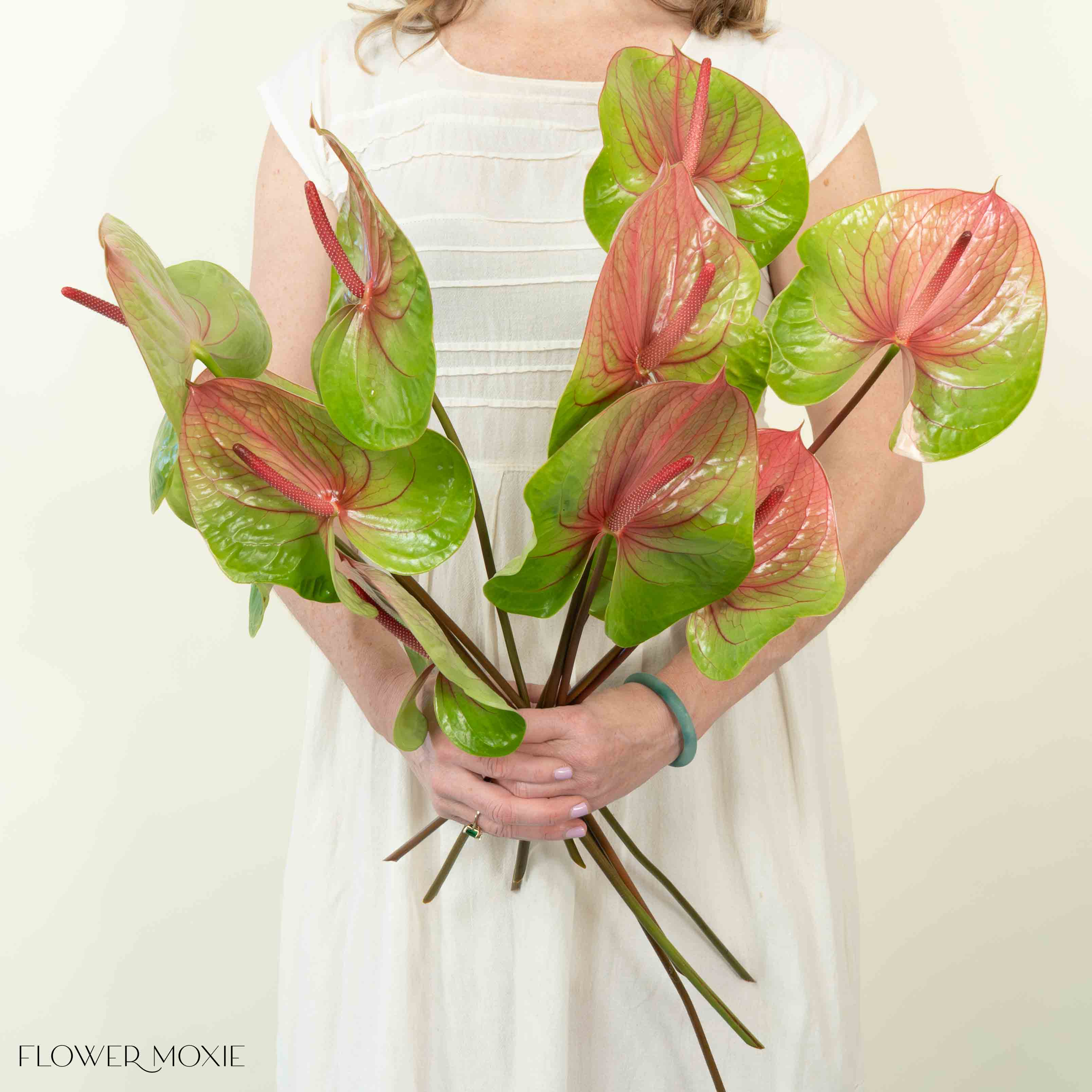 Giant Green and Pink Italian Anthurium Flower