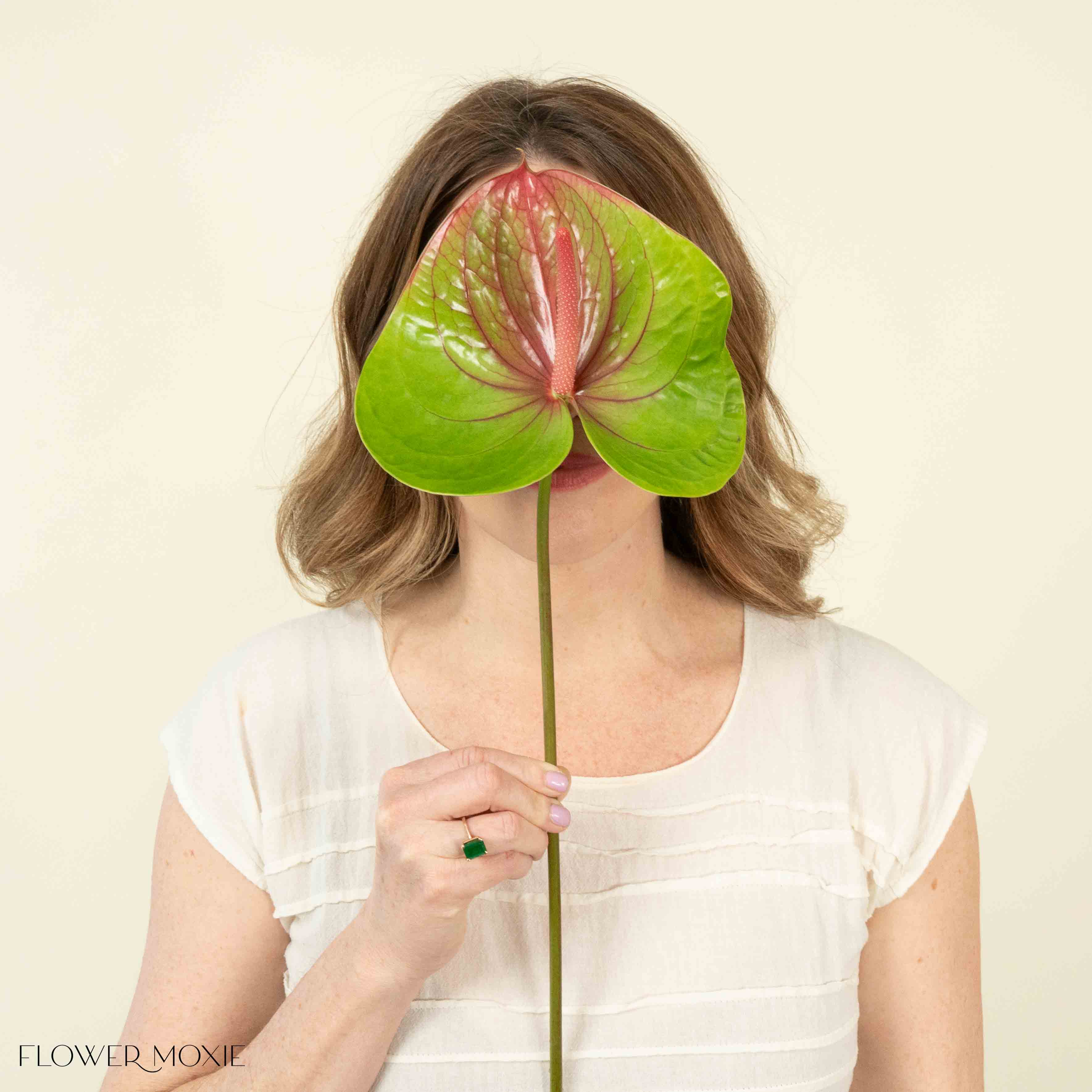 Giant Green and Pink Italian Anthurium Flower