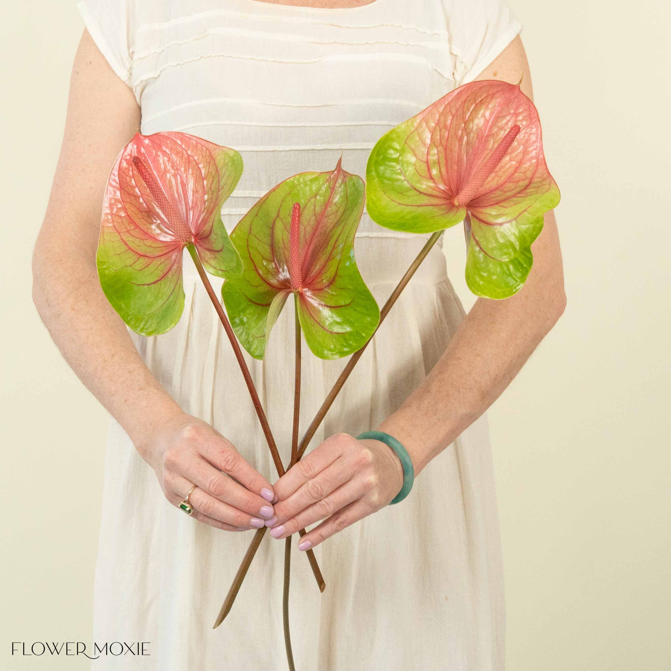 Giant Green and Pink Italian Anthurium Flower
