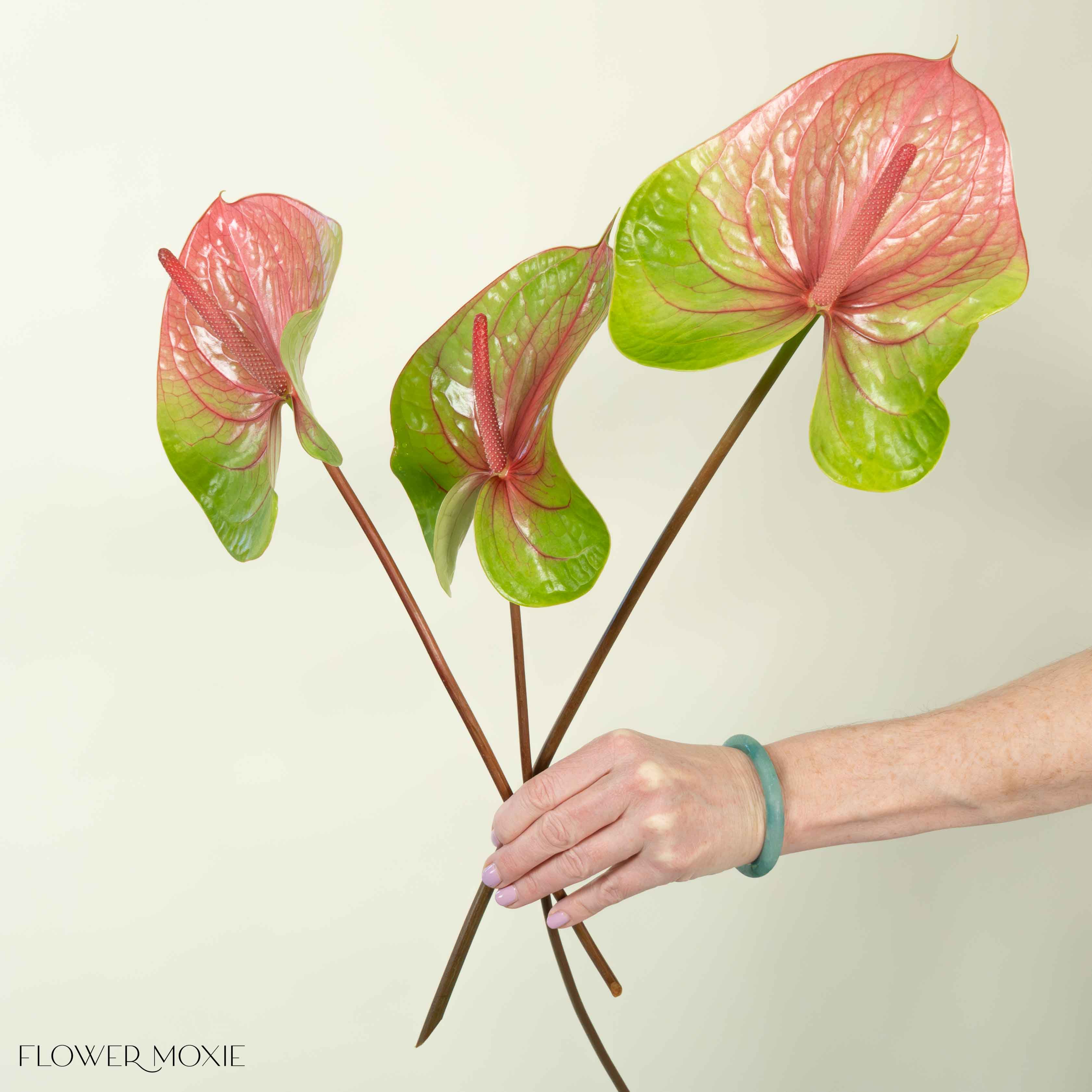 Giant Green and Pink Italian Anthurium Flower