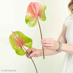 Giant Green and Pink Italian Anthurium Flower