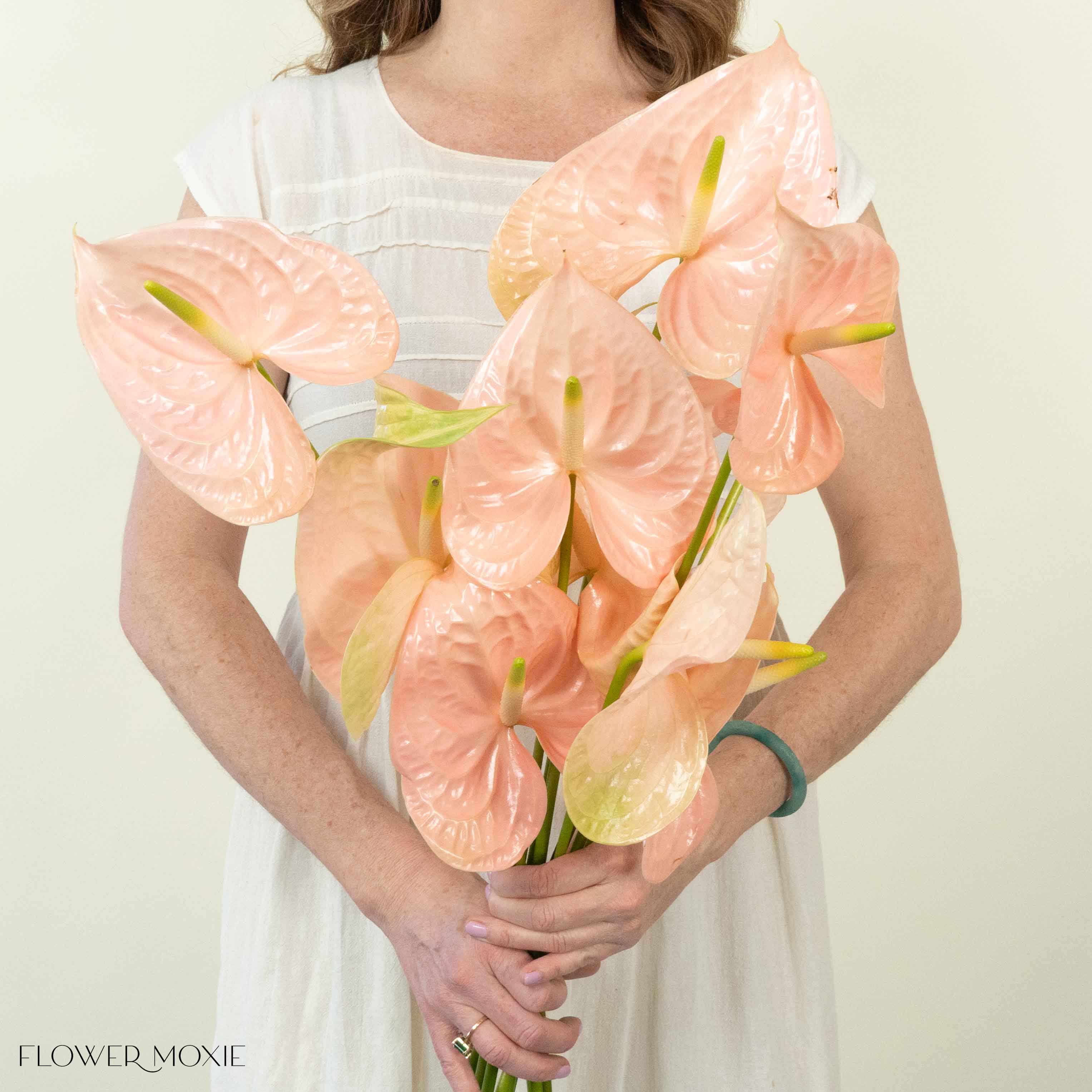 Giant Blush Italian Anthurium Flower