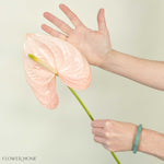 Giant Blush Italian Anthurium Flower