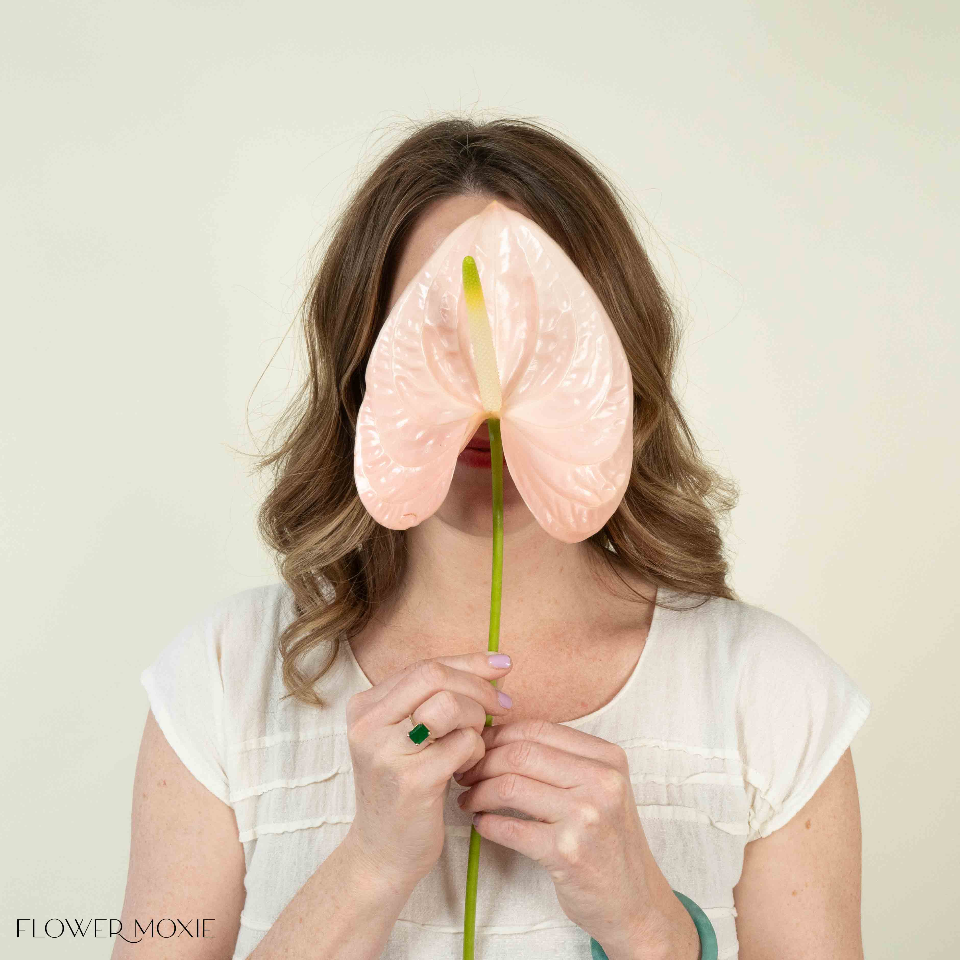 Giant Blush Italian Anthurium Flower