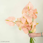 Giant Blush Italian Anthurium Flower
