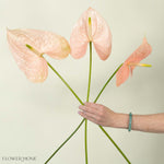 Giant Blush Italian Anthurium Flower