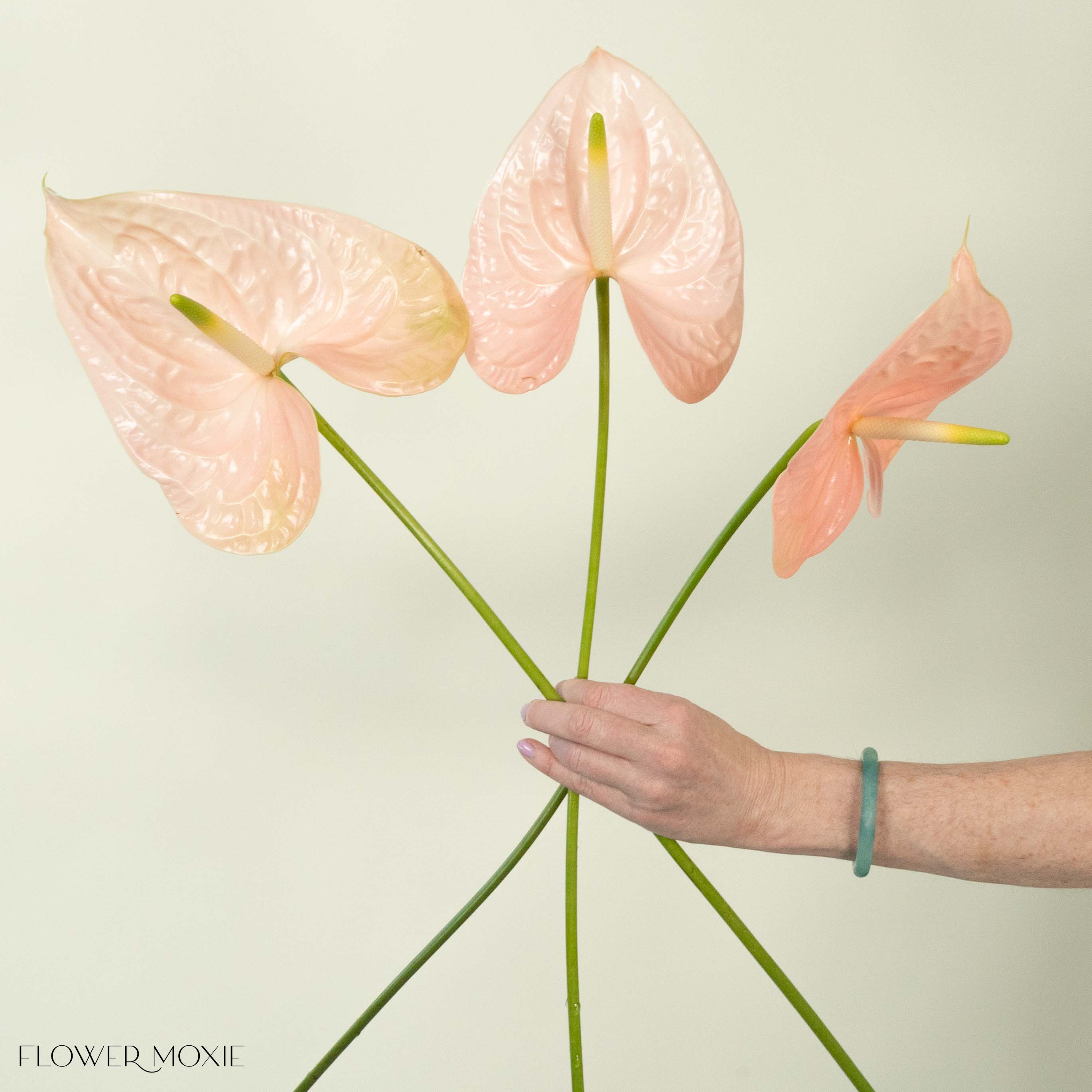 Giant Blush Italian Anthurium Flower