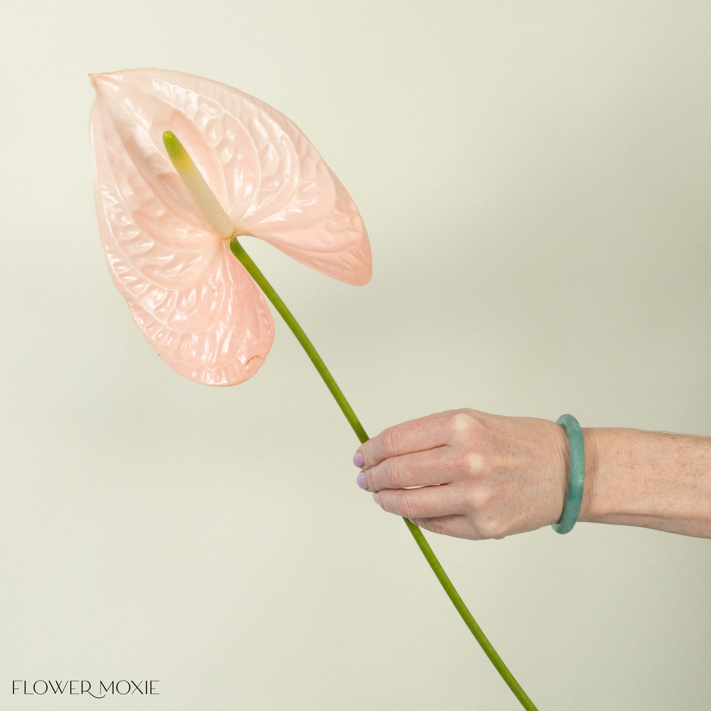 Giant Blush Italian Anthurium Flower