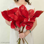 Giant Red Italian Anthurium Flower
