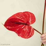 Giant Red Italian Anthurium Flower